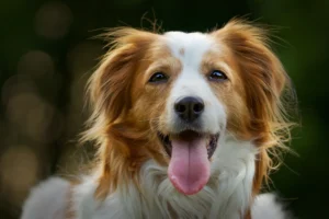 pet dog