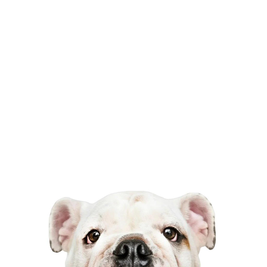 A bulldog puppy portrait, representing a dog preparing for international travel