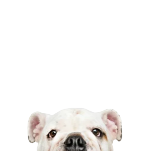 A bulldog puppy portrait, representing a dog preparing for international travel