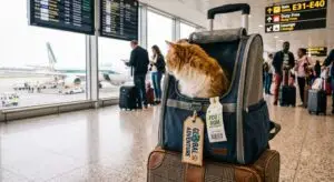 A soft-sided cat carrier approved for airline travel