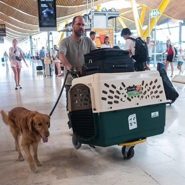 A man with his dog and a large travel crate at the airport, representing pet cargo shipping to the United States